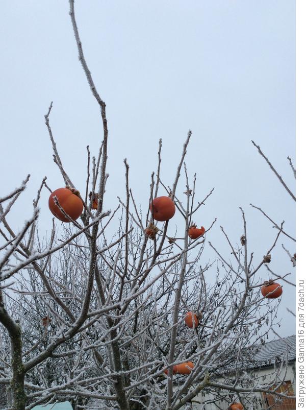 Это уже птичкам