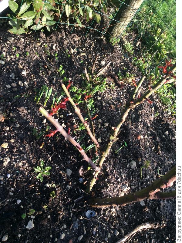 Январь, однако