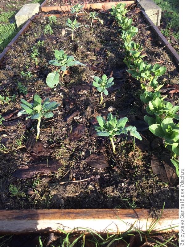 Романеско и бобы