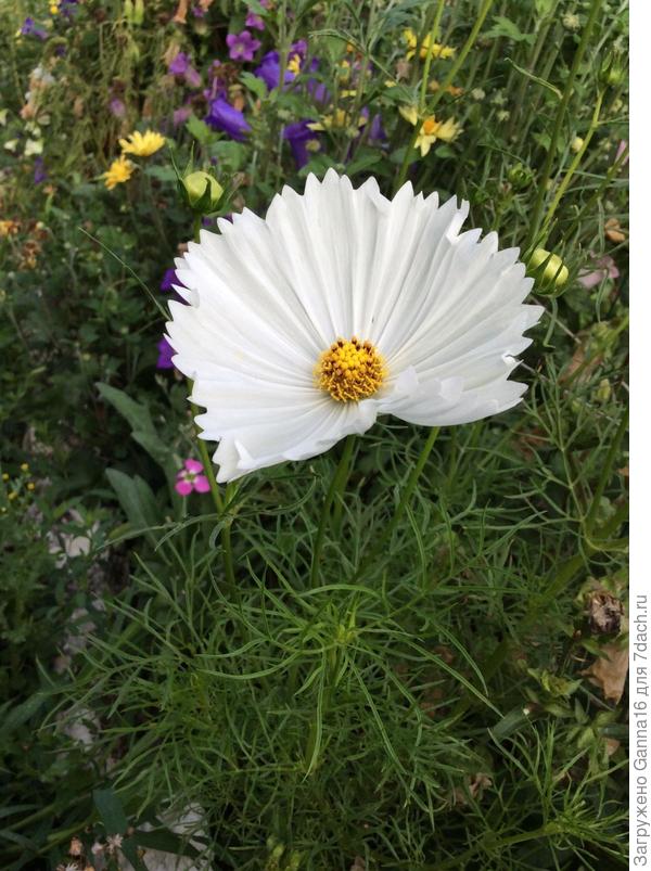 У меня и такая была, в форме чаши. Жаль что они переопыляются.