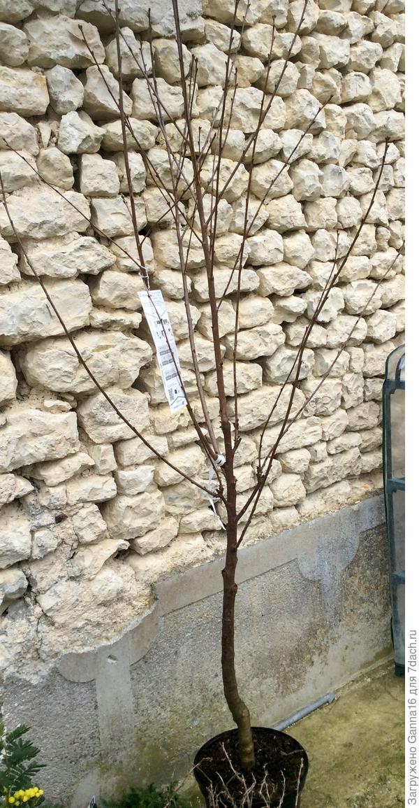 Вишне-черешня