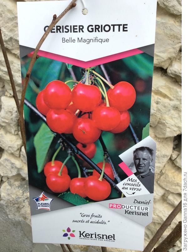 Такие ягодки обещают