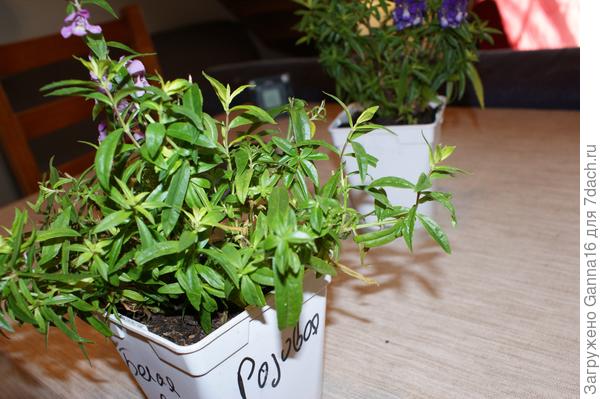 19 декабря, до нарезки черенков