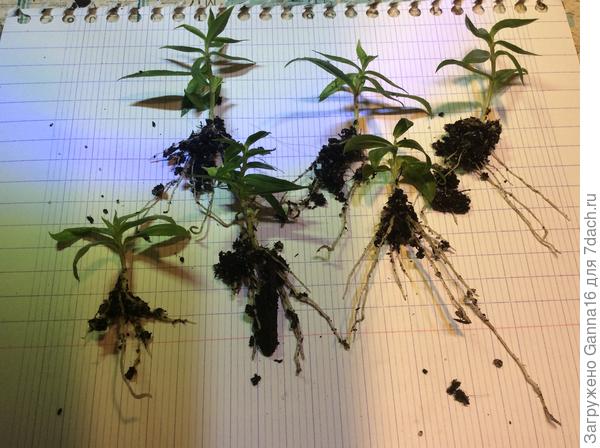 7 февраля, корешки