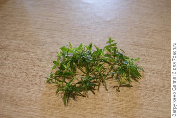 19 декабря, черенки