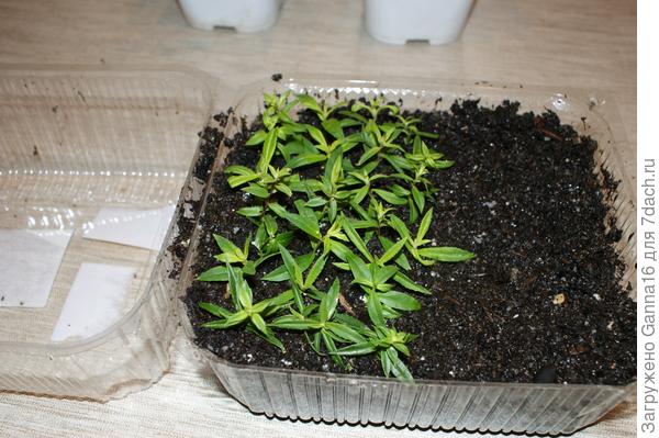 В коробке ( ждут соседей)