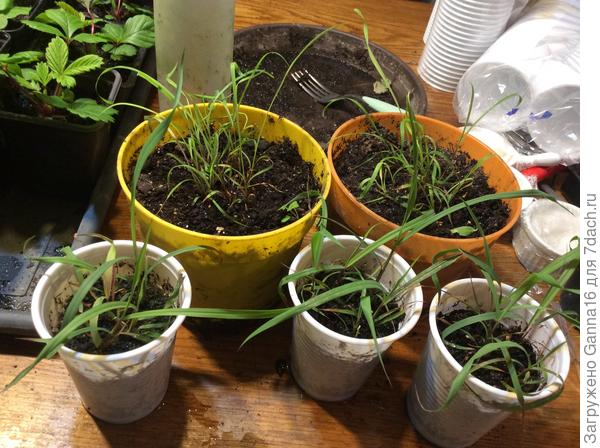 Два больших и три запасных