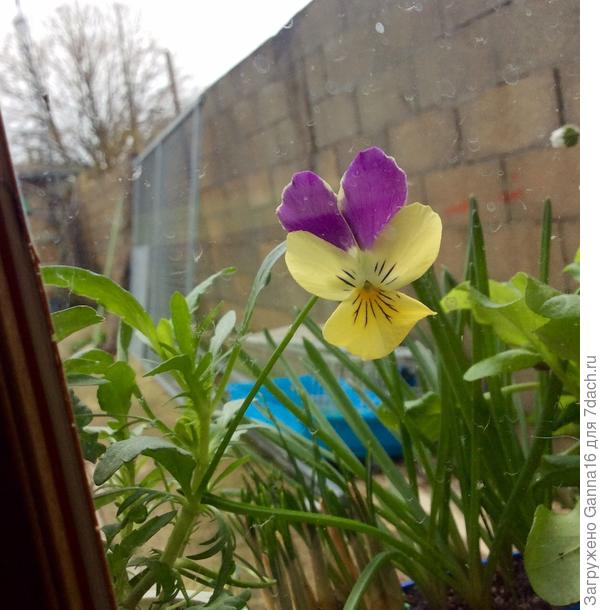 Рассада уже готова, пережила заморозки в цветущем виде.