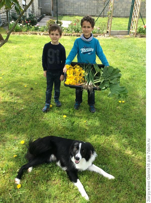 Прошлой весной мы варили варенье из одуванчиков