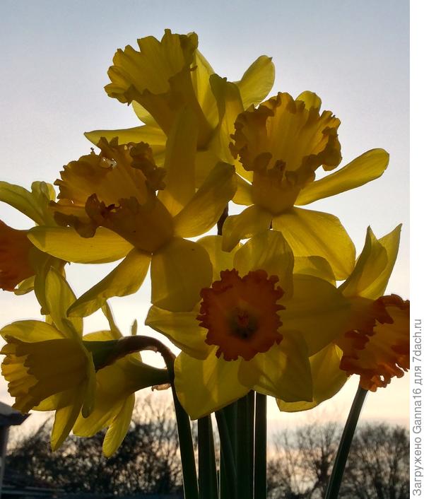 Вашим дамам