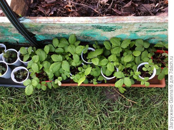 &quot; Четыре сезона&quot; там, рядышком , ещё один ящичек стоит