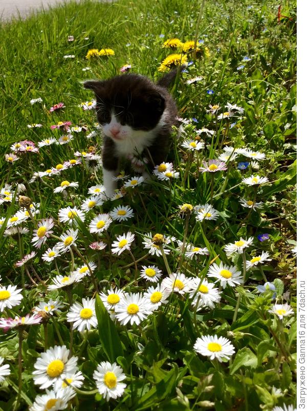 Раз ромашка, два ромашка....