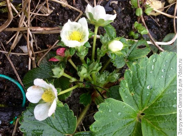 Скоро-скоро будет подарок