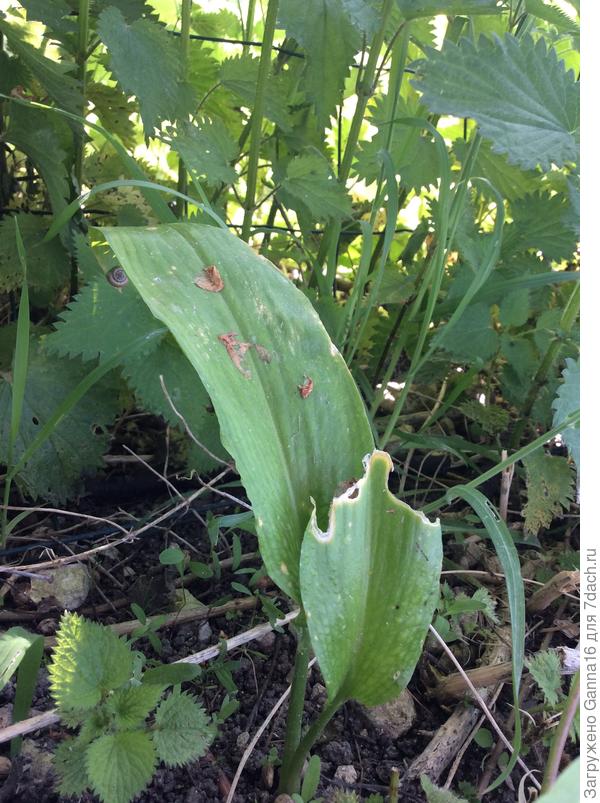 Единственный и уже &amp;quot;подъеденный&amp;quot;