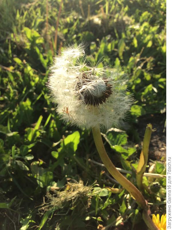 Он такой махонький...