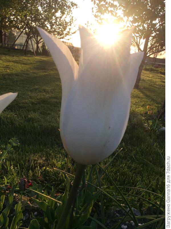 Солнце в кубке