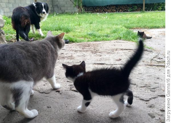 Хозяйка! Меня коты обижают, прохода не дают!