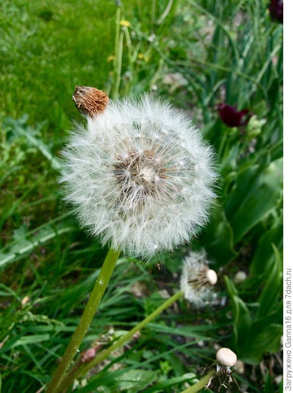 Шапочка с помпончиком