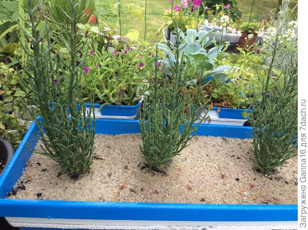 Саликорния, ещё один эксперимент.