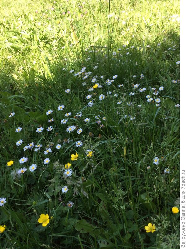 Травку давно пора подстричь