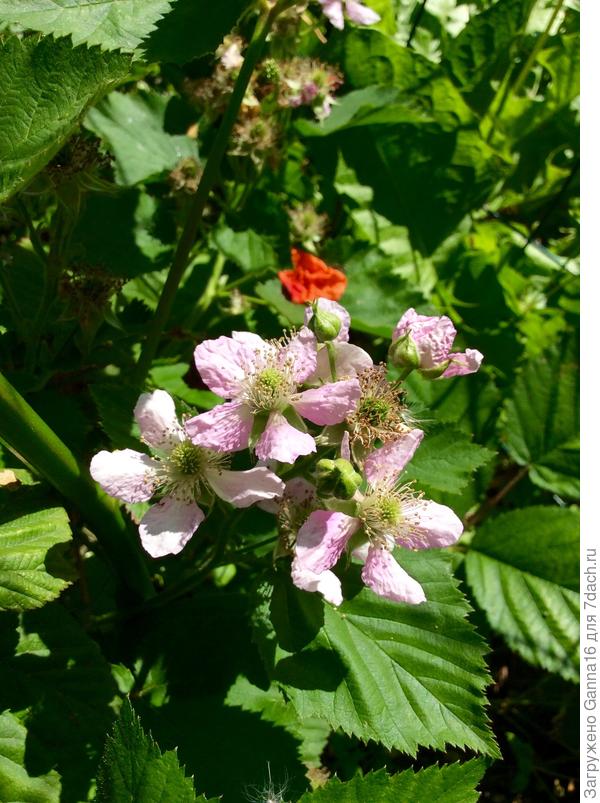 А на земле в это время......