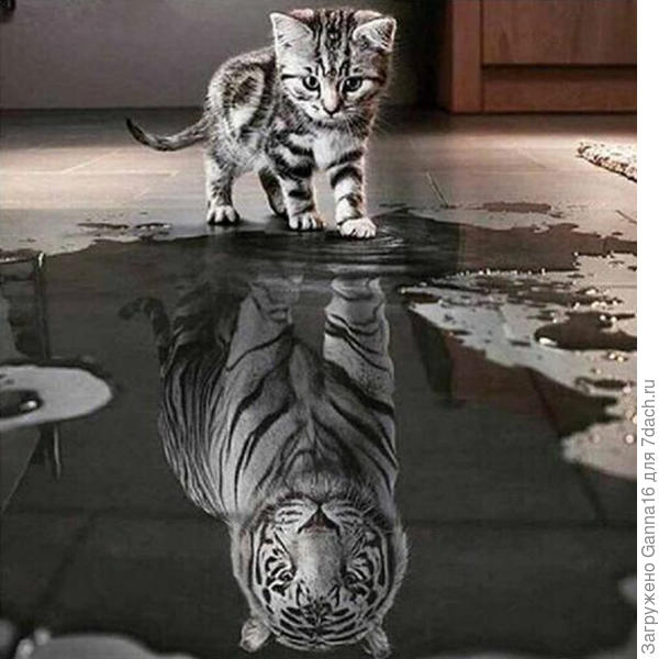 Тоже комплект. Только стразами выкладывается котёнок, остальное остаётся рисунком. Фотка из интернета.