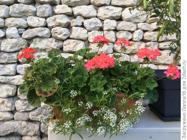 Прошлогодние черенки уже цветут