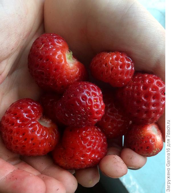 У этой ягоды мелкие, но самые ароматные какие я только пробовала в жизни. Сорт &amp;quot; Фрау ......&amp;quot; непроизносимая фамилия.