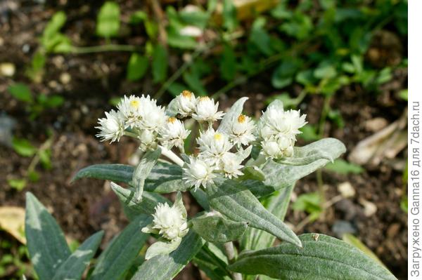 Как только вспомню название - напишу. Записано, а где - забыла