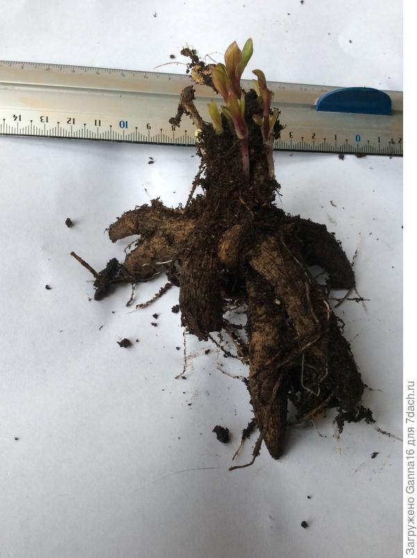 Корешок при покупке