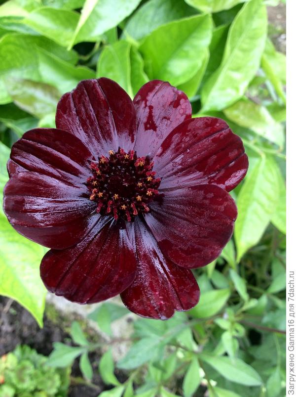 Она действительно пахнет шоколадом