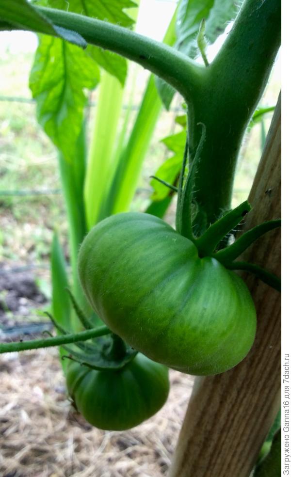 Мои пока помельче будут. Beefsteak.