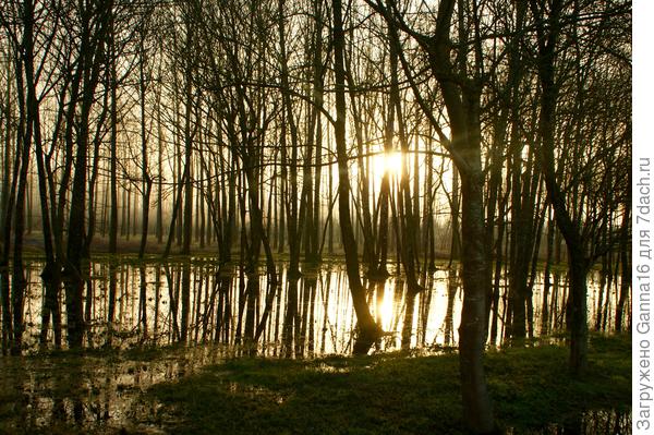 Весна в лесу