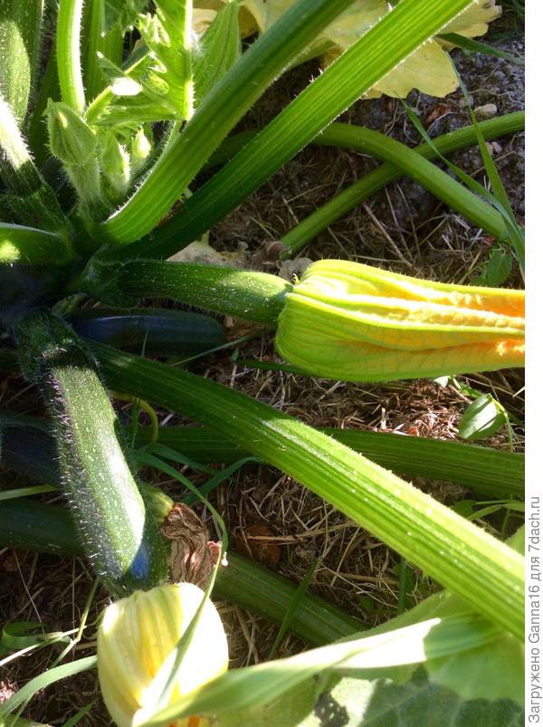 Завтрашний обед