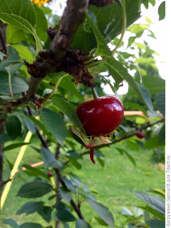 Вишня любви