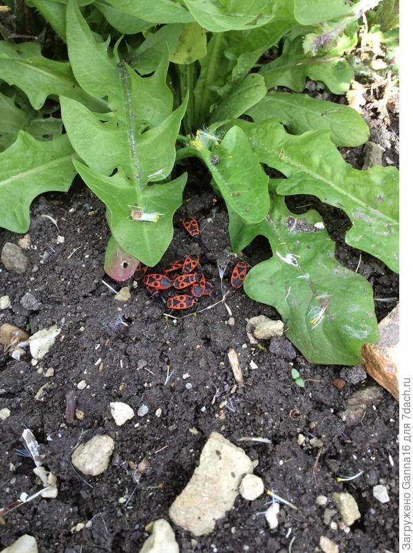 &quot; Груповуха&quot;