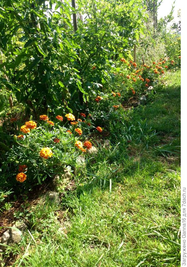 После дождя немного &amp;quot; растрепы&amp;quot;