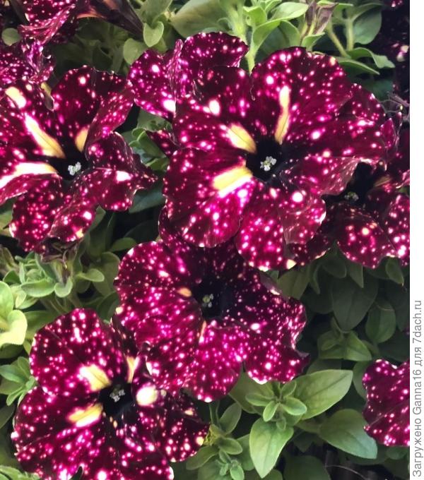 http://www.gardenfloridea.com/petunia-lightning-sky/  Грозовая ночь. Бордовая в крапочку