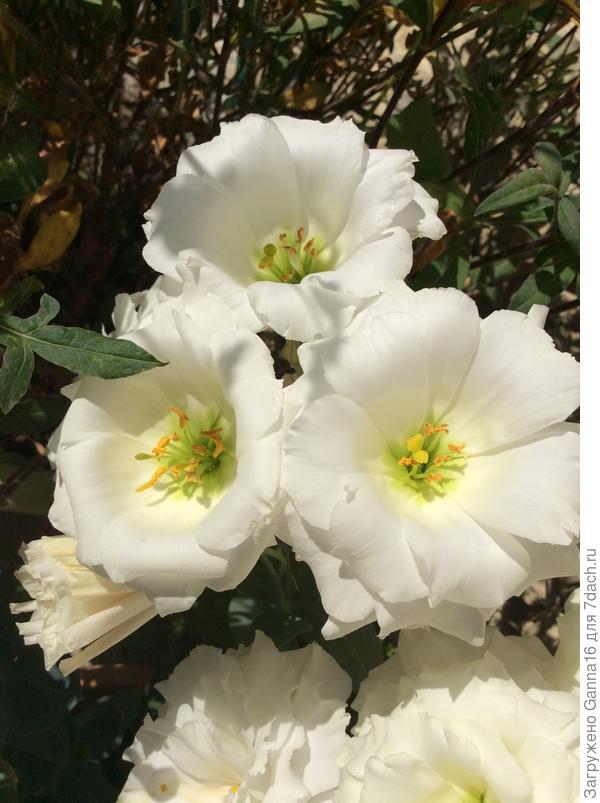 Они такие же светлые как и ты