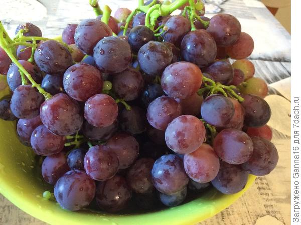 Самый ранний виноград уже созрел