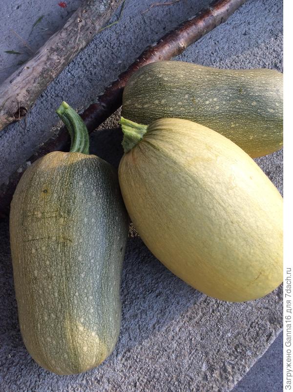 Тыквы-спагетти. Попробую приготовить