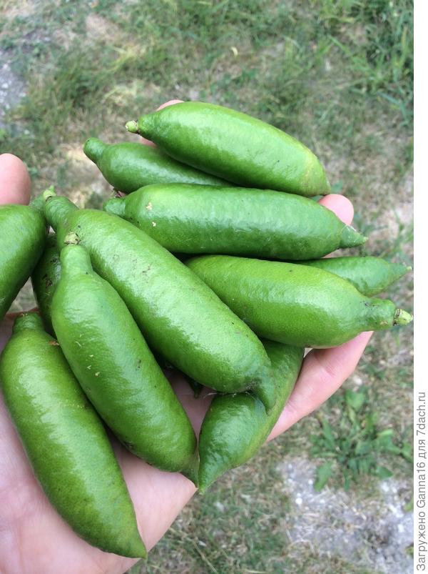 Урожай пальчикового лайма