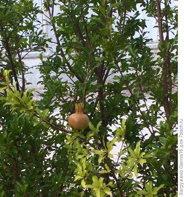 Пока совсем зелёные