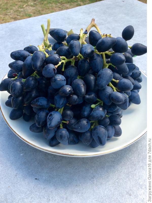 Весь урожай с двух кустиков. Сорт &laquo; Филипп&raquo;