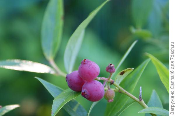 Голубика розовая