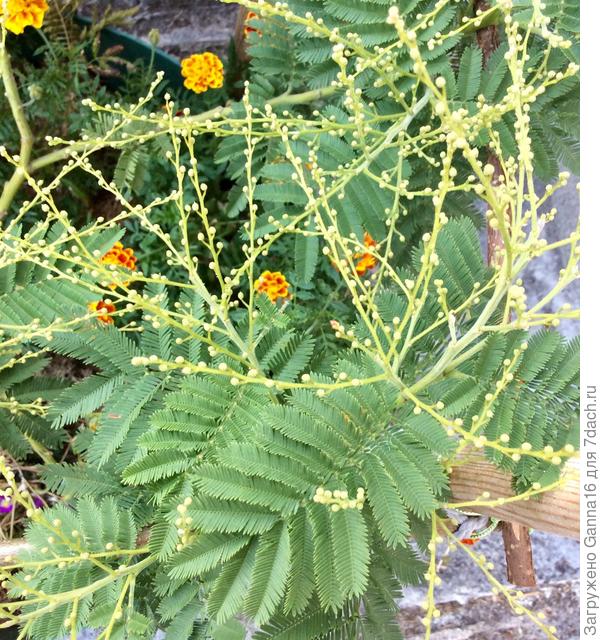 Мимоза осень с весной перепутала....