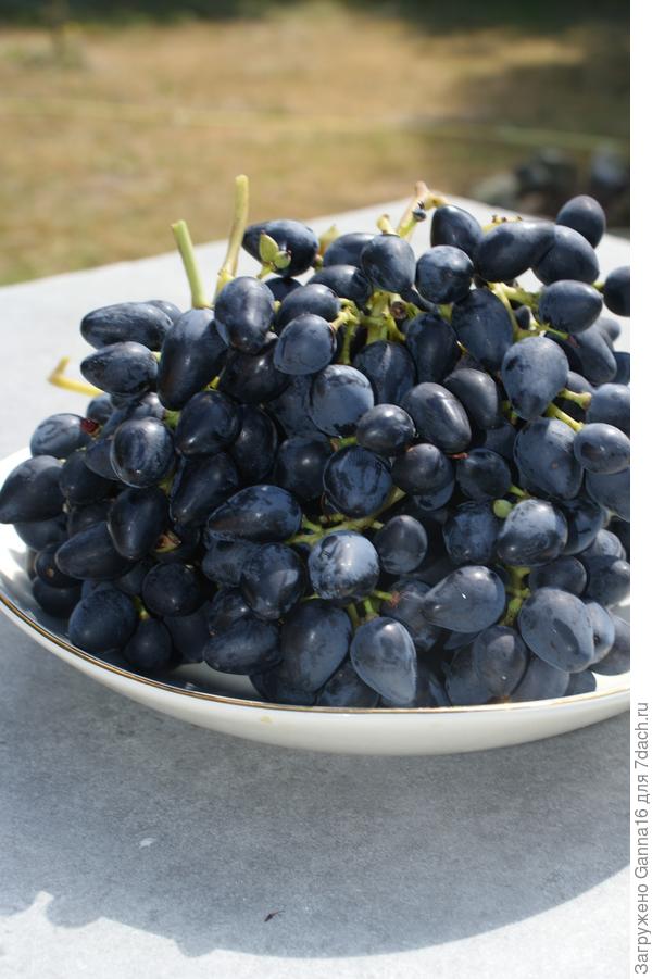 Первый урожай с двух корней