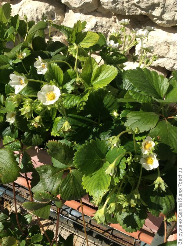 Клубника цветёт