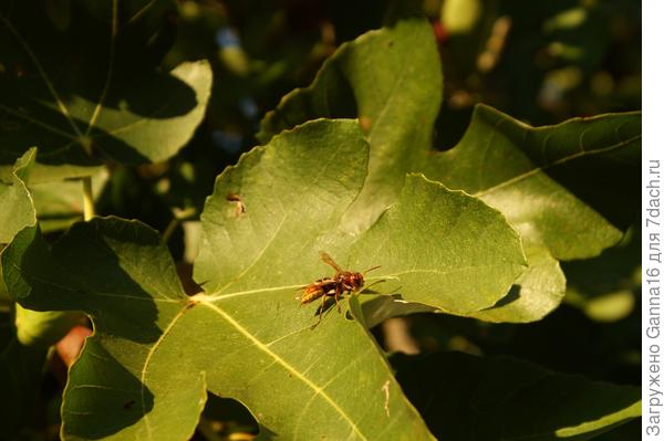 Осы летают ещё