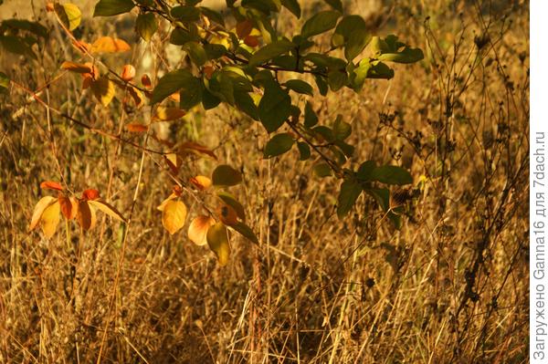 Но осень уже везде